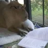 🤓 Эмодзи «Capybaras / капибары» для Telegram