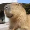 😌 Эмодзи «Capybaras / капибары» для Telegram
