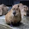 😶 Эмодзи «Capybaras / капибары» для Telegram