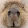 ☺ Эмодзи «Capybaras / капибары» для Telegram