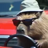 🚗 Эмодзи «Capybaras / капибары» для Telegram