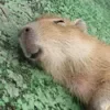 ☺ Эмодзи «Capybaras / капибары» для Telegram