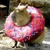 Стикерпак Capybaras / капибары для Telegram