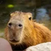 🙂 Эмодзи «Capybaras / капибары» для Telegram