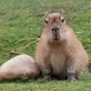 😊 Эмодзи «Capybaras / капибары» для Telegram