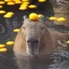 🍊 Эмодзи «Capybaras / капибары» для Telegram