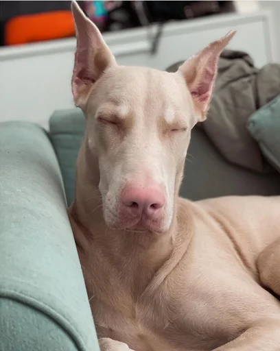 😴 Стикер «Doberman» для Telegram
