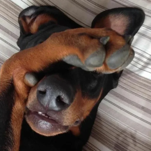 🤦‍♂️ Стикер «Doberman» для Telegram