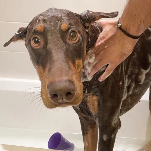 🥺 Стикер «Doberman» для Telegram