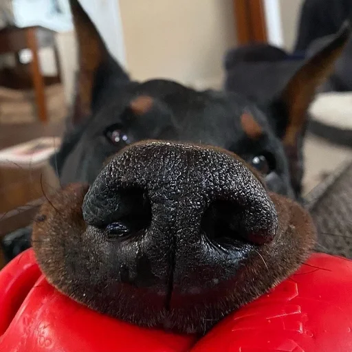 ♥️ Стикер «Doberman» для Telegram