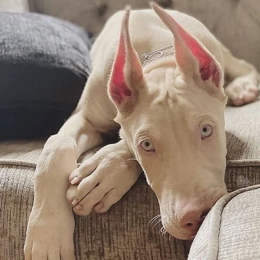 😔 Стикер «Doberman» для Telegram