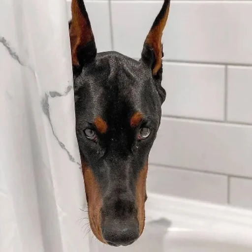 🧖‍♀️ Стикер «Doberman» для Telegram