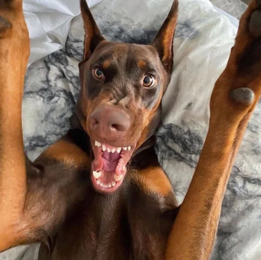 🤨 Стикер «Doberman» для Telegram