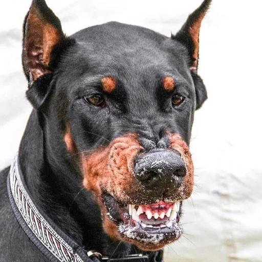 👹 Стикер «Doberman» для Telegram