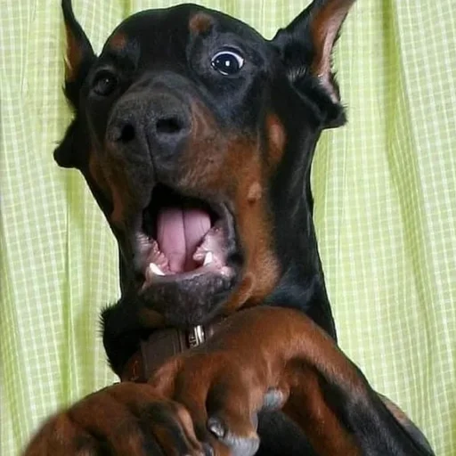 😳 Стикер «Doberman» для Telegram