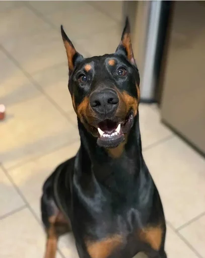 😀 Стикер «Doberman» для Telegram