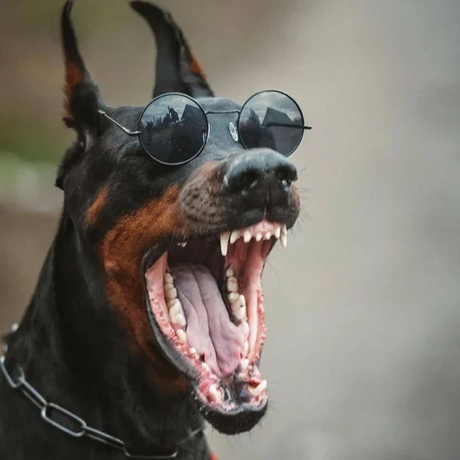 😎 Стикер «Doberman» для Telegram