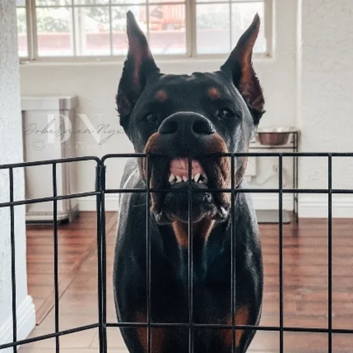 Стикерпак Doberman для Telegram