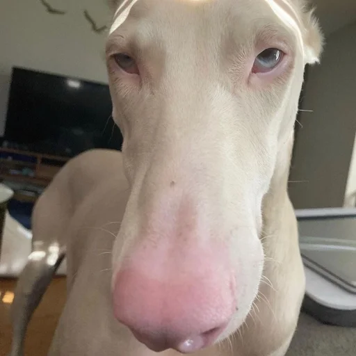 😒 Стикер «Doberman» для Telegram