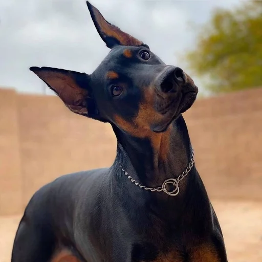 ❓ Стикер «Doberman» для Telegram