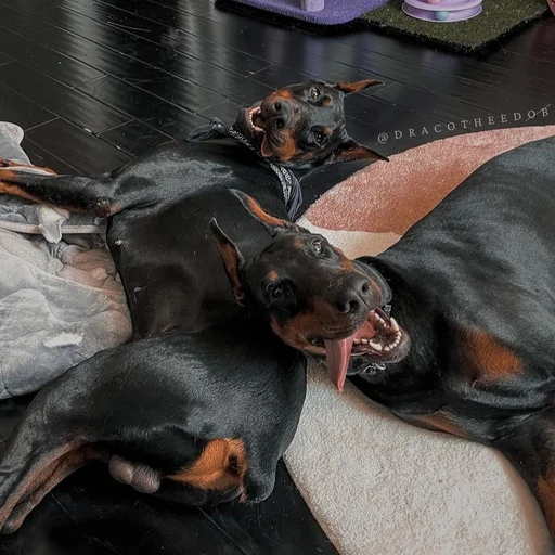 😋 Стикер «Doberman» для Telegram