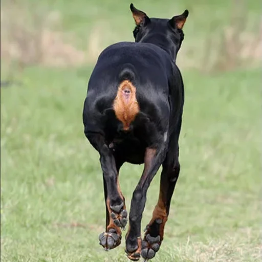😇 Стикер «Doberman» для Telegram