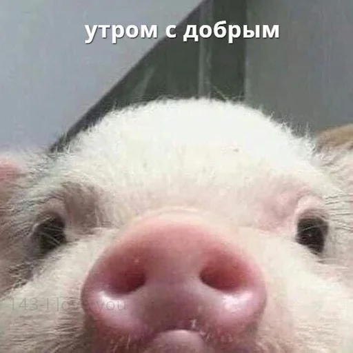 😗 Стикер «Доброе утро» для Telegram