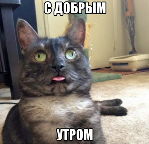 🤪 Стикер «Доброе утро» для Telegram