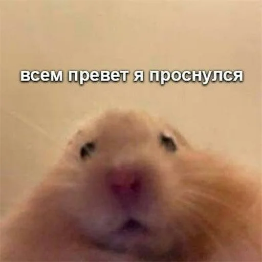 🌝 Стикер «Доброе утро» для Telegram