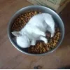Стикер 40 dog memes