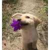 Стикер 42 dog memes