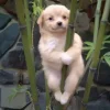 Стикер 50 dog memes