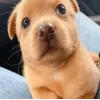 Стикер 39 dog memes