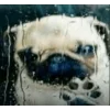 Стикер 61 dog memes