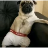 Стикер 59 dog memes