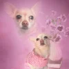 Стикер 57 dog memes
