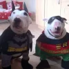 Стикер 55 dog memes