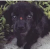 Стикер 43 dog memes