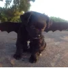 Стикер 44 dog memes