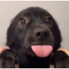 Стикер 45 dog memes