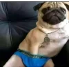 Стикер 60 dog memes