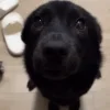 Стикер 46 dog memes