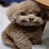 Стикер 52 dog memes