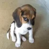 Стикер 48 dog memes