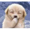 Стикер 51 dog memes