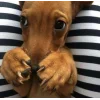 Стикер 49 dog memes