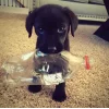 Стикер 41 dog memes