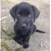 Стикер 47 dog memes