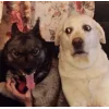 Стикер 54 dog memes