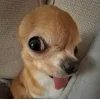 Стикер 53 dog memes